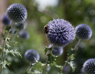 Subsidieregeling voor het behoud en herstel van biodiversiteit in Provincie Utrecht